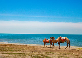 西宁青海湖一日游【纯玩不进店，西宁市区沿途车接】