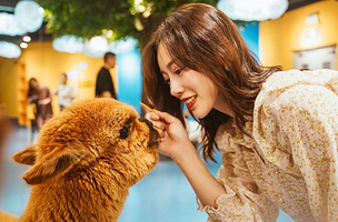 神兽·羊驼主题馆（泉舜购物中心店）