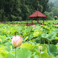 荷花谷旅游景区