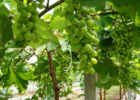 兴宝果蔬采摘园