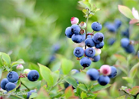 新祺周蓝莓采摘基地