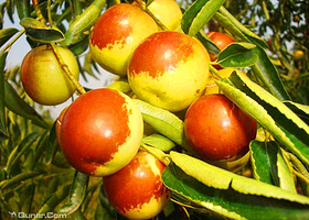 顺丰华夏冬枣种植中心