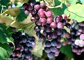 天露葡萄青青园