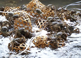 天津渤海湾钓蟹