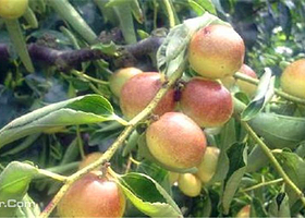 绿野坊冬枣采摘