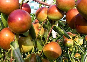 冬枣生态旅游区