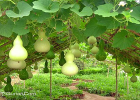 蔬菜科技示范园