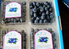 上海蓝莓文化体验园