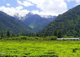 茶园生态旅游区