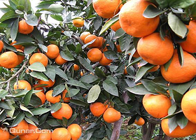 涌泉缘满园品牌蜜桔采摘基地