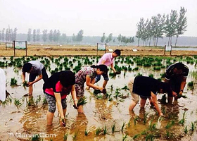 水牛稻大闸蟹生态园