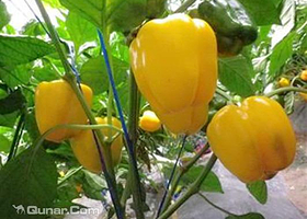 北京芦西园体验观光园