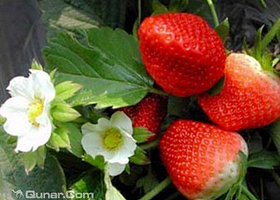 御丰观光采摘园