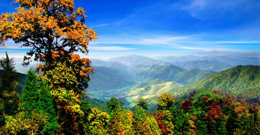 【景区电子票】西天目山(大树王景区 禅源寺)成人票