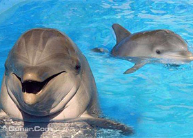 檀香山无限游套票