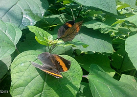 黄龙溪蝴蝶迎新主题园