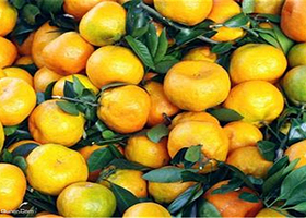 太湖西山吉运农家乐