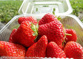 顺利草莓采摘园