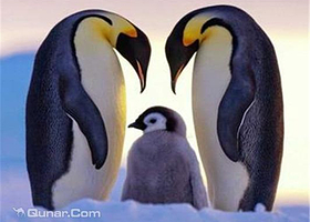 天津海昌极地冰雪节滑雪场