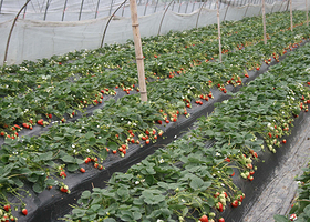 成都夏禹农业园