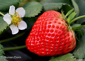 红艳草莓采摘园