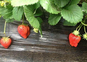 大连喜乐草莓园