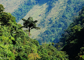 个旧市绿水河热带雨林旅游度假区