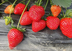 赵屯玮玮草莓农家