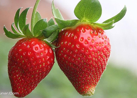 宏润草莓采摘园