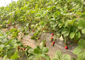 成都郫县荷兰小镇