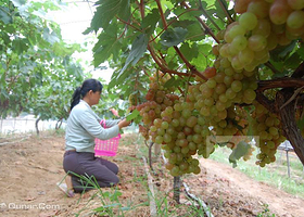 盛世国丰开心葡萄园