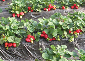 北京兴寿秀秀草莓采摘园