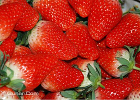 赵屯乔老爷草莓园