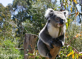 克莱兰德野生动物保护区