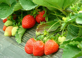 甜过初恋草莓园