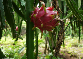盛世圆梦火龙果基地