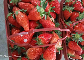 太湖西山丰禾采摘园