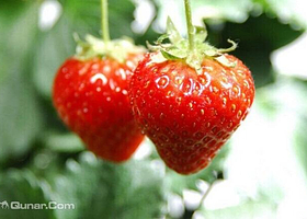 赵屯扬扬草莓园