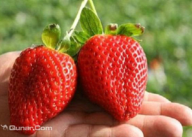 兴寿阿伟草莓园