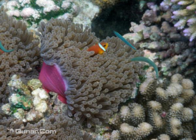 澎湖阳光阿有专业浮潜