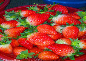 宁波镇海湾塘陈氏草莓园