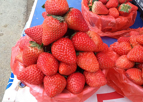 芬芬奶油草莓园