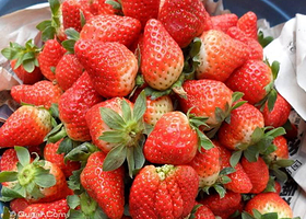 郭老二奶油草莓采摘园