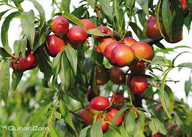 北京东方硕果采摘园