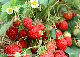 玉丰草莓采摘生态园