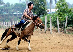 101休闲观光骑马俱乐部