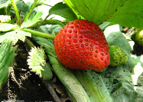 忆江南生态草莓园