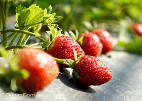 方圆生态奶油草莓园