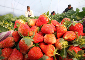 兴寿佳华金源草莓采摘