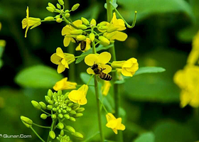 清远燕湖山庄坳头村油菜花